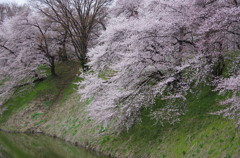 桜花らんまん
