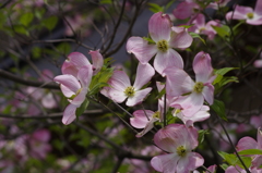 花散歩‐ピンクの花水木