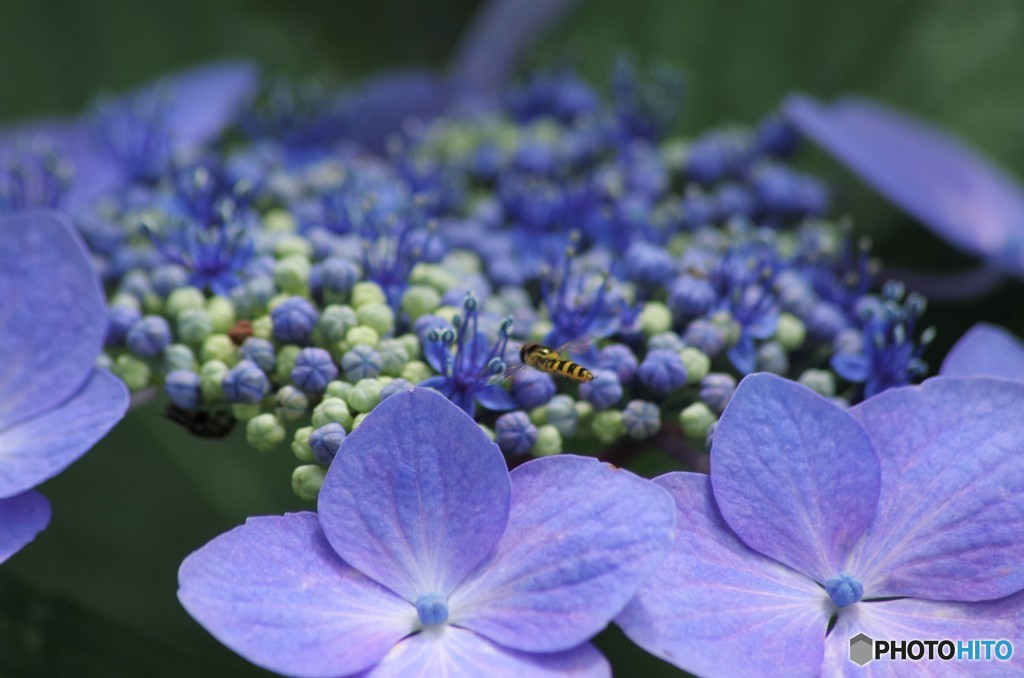 夏の忘れ物‐紫陽花とハナアブ
