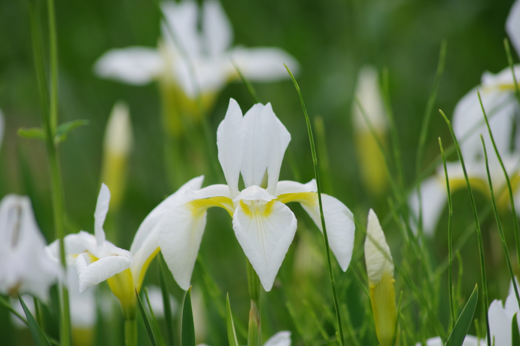 花散歩-三寸文目