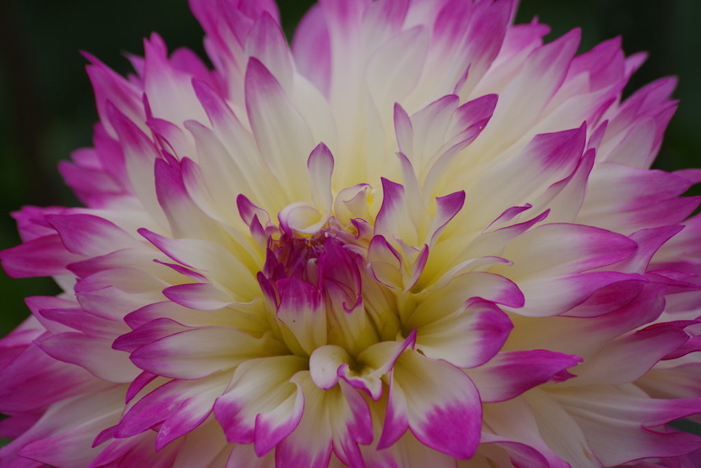 秋田のダリア-3