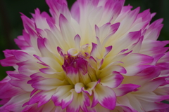 秋田のダリア-3