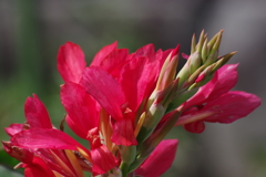 花散歩-紅いカンナ