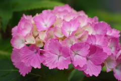 梅雨空に似合う花-紫陽花12