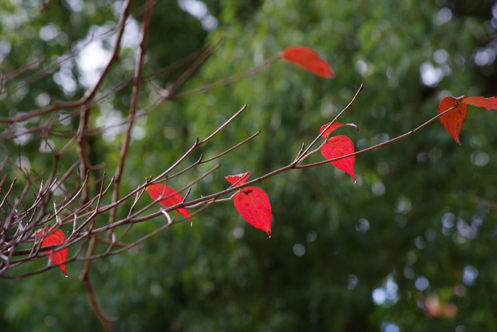 花散歩‐残り葉