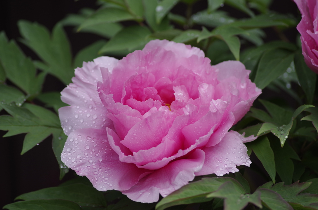 雨の日の花散歩-牡丹1