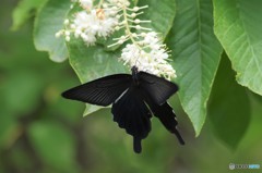 夏の忘れ物‐カラスアゲハ