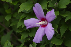 花散歩‐ピンクムのムクゲ