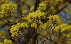 黄花・サンシュユ満開-2