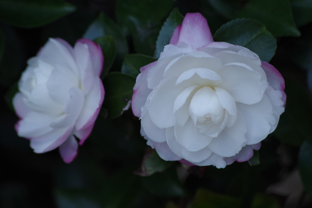 寒風に咲く‐山茶花5