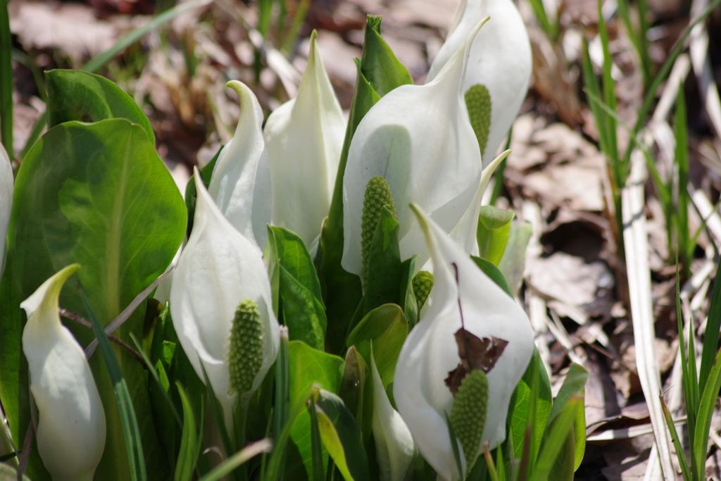 野草園で花散歩‐水芭蕉