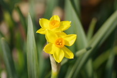 春の陽気の花散歩‐水仙