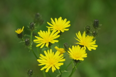 野草園で花探し-コウゾリナ