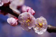 3/24杏