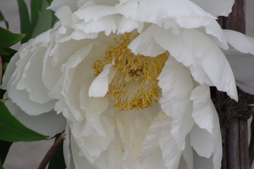 花散歩‐牡丹3