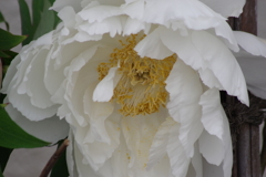 花散歩‐牡丹3
