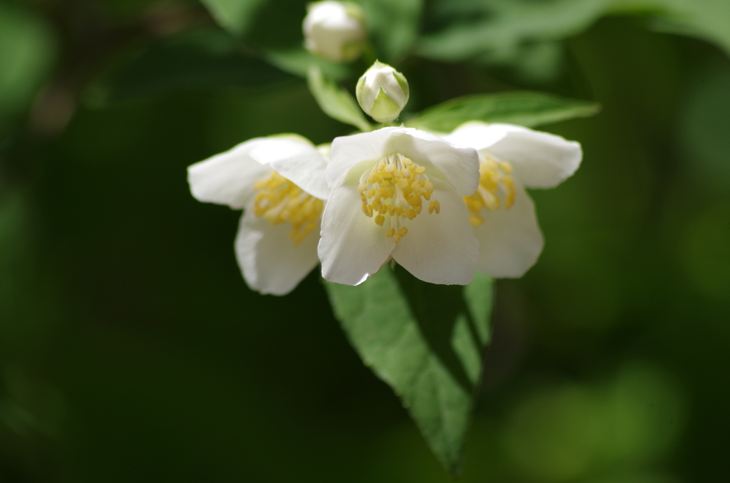 純な白花-3