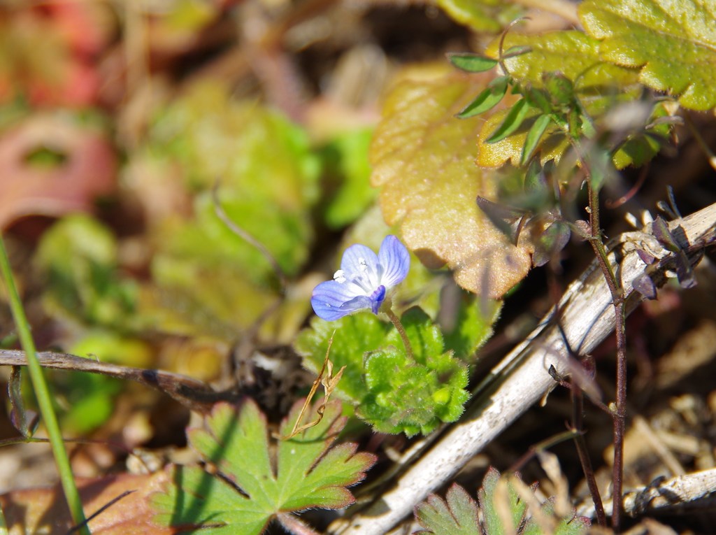 厳寒に春を探して-3