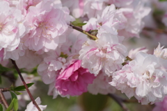 花散歩-花桃