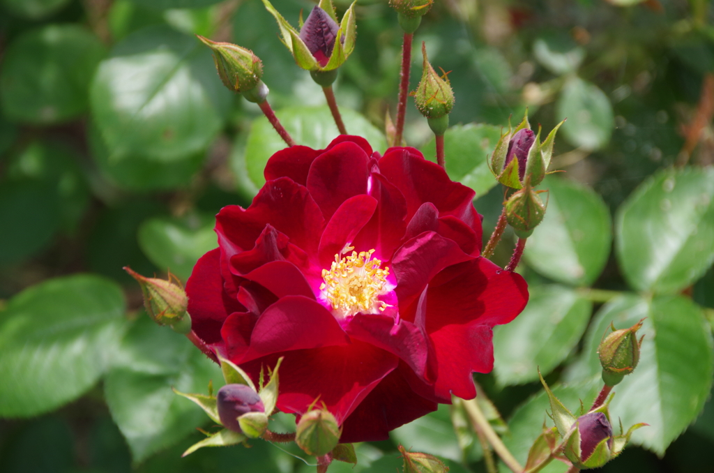 それでも薔薇は咲く-2