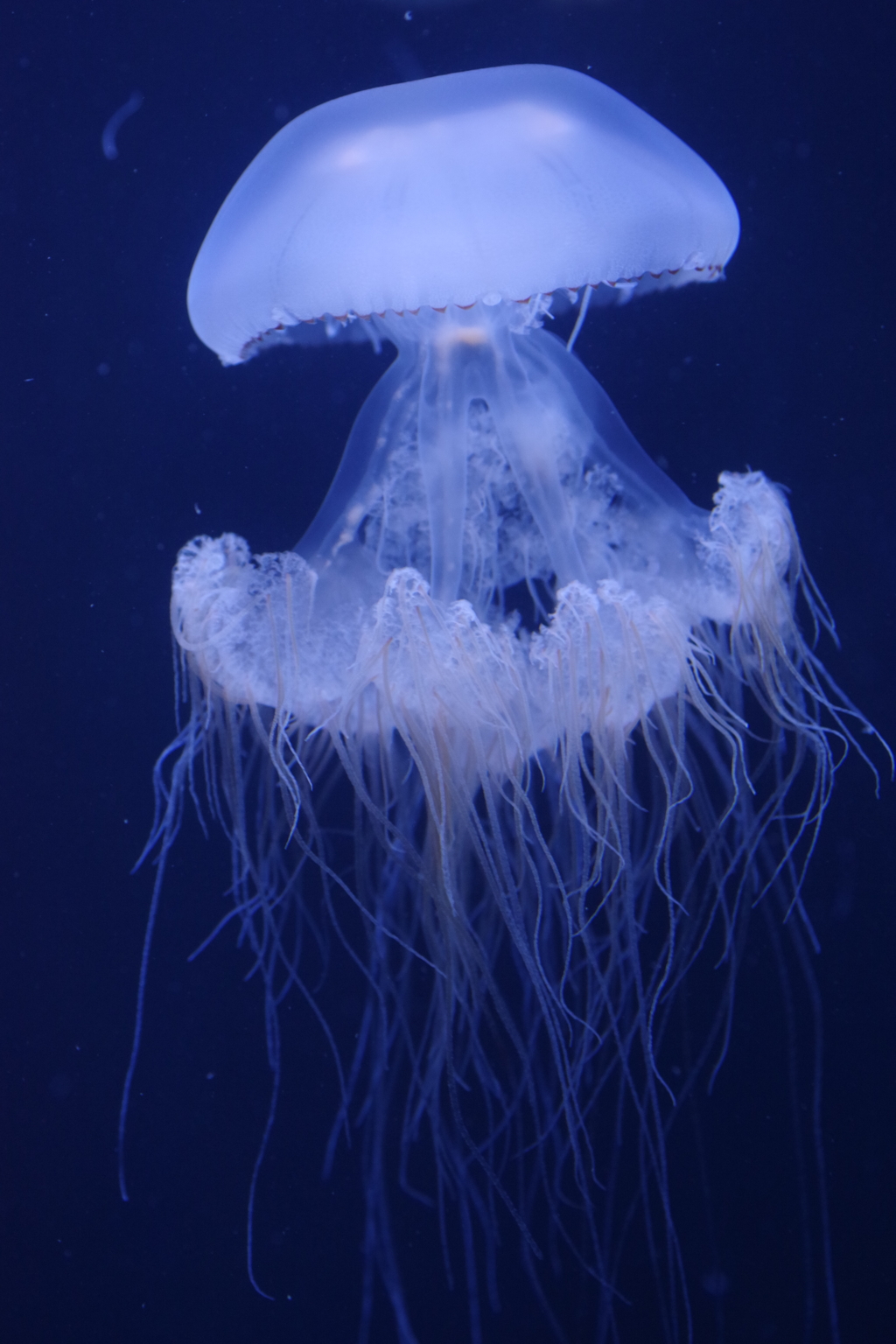 冬のクラゲ水族館-エチゼンクラゲ