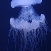 冬のクラゲ水族館-エチゼンクラゲ