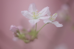 春を先駆けて-啓翁桜1