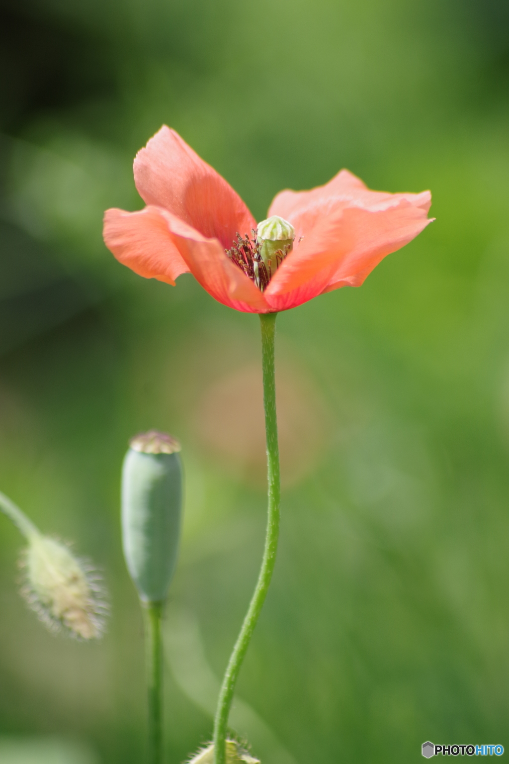 真夏日の花散歩‐ナガミヒナゲシ