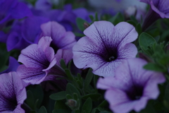 六月の花散歩‐ペチュニア