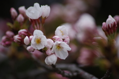 山形市に桜前線到達-1
