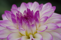 秋田のダリア-2017新作10