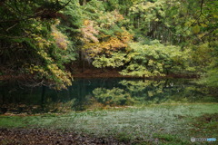 秋色の丸池様-4
