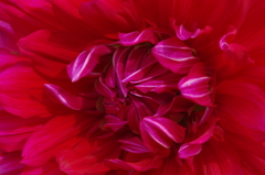 山形のダリア‐大風車