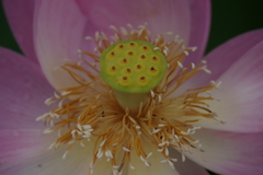 蓮の花2