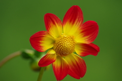 秋田のダリア-13