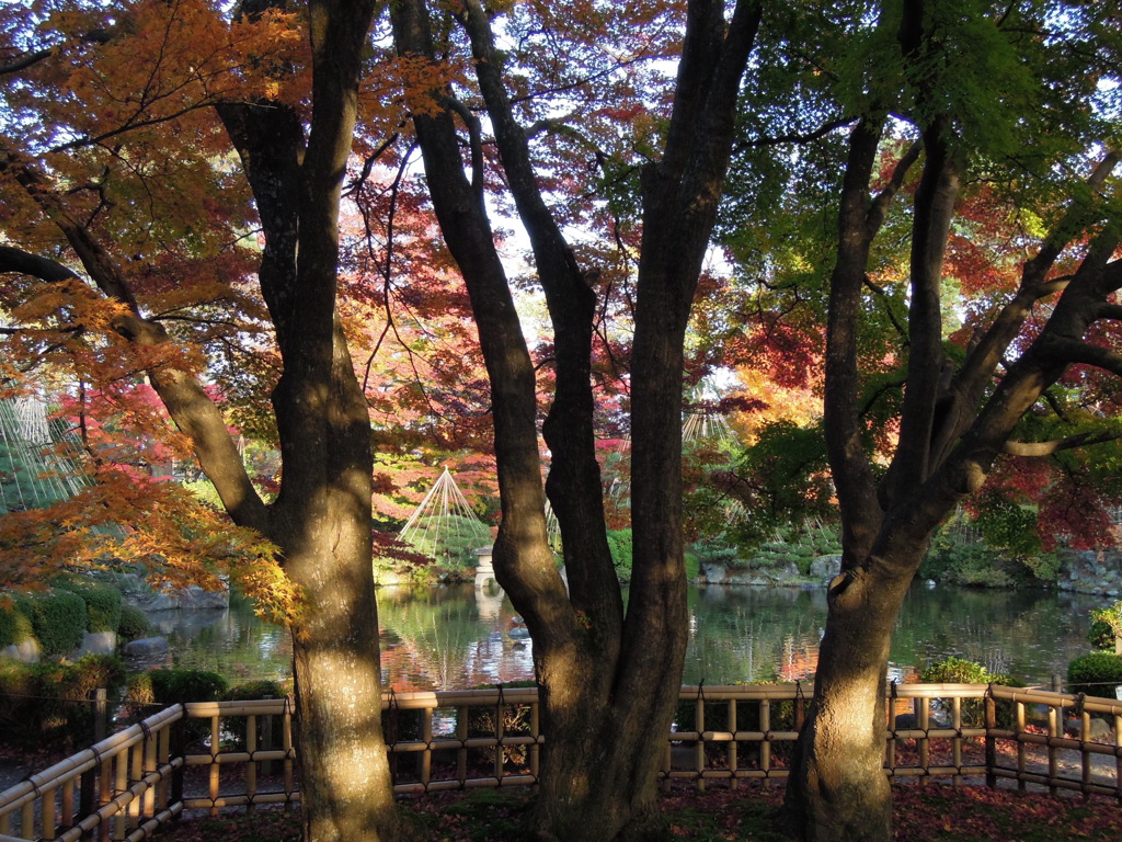 三本の巨樹
