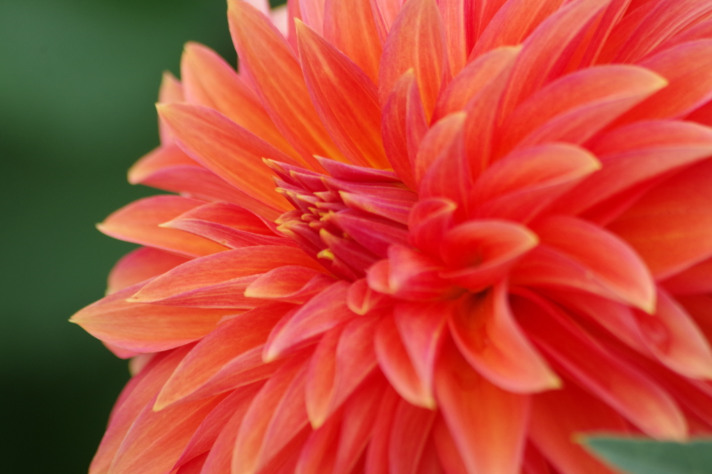 秋田のダリア-2017新作11