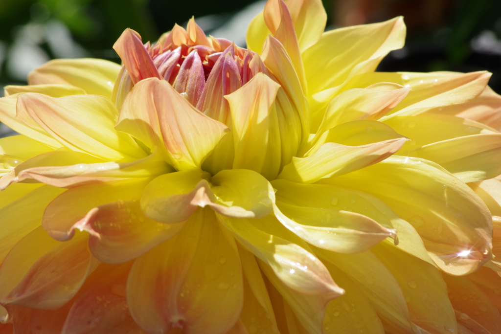 秋田のダリア‐ほまれ