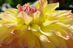 秋田のダリア‐ほまれ