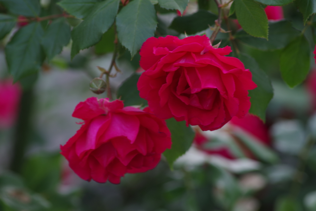 6/3 枝垂れて咲いてます