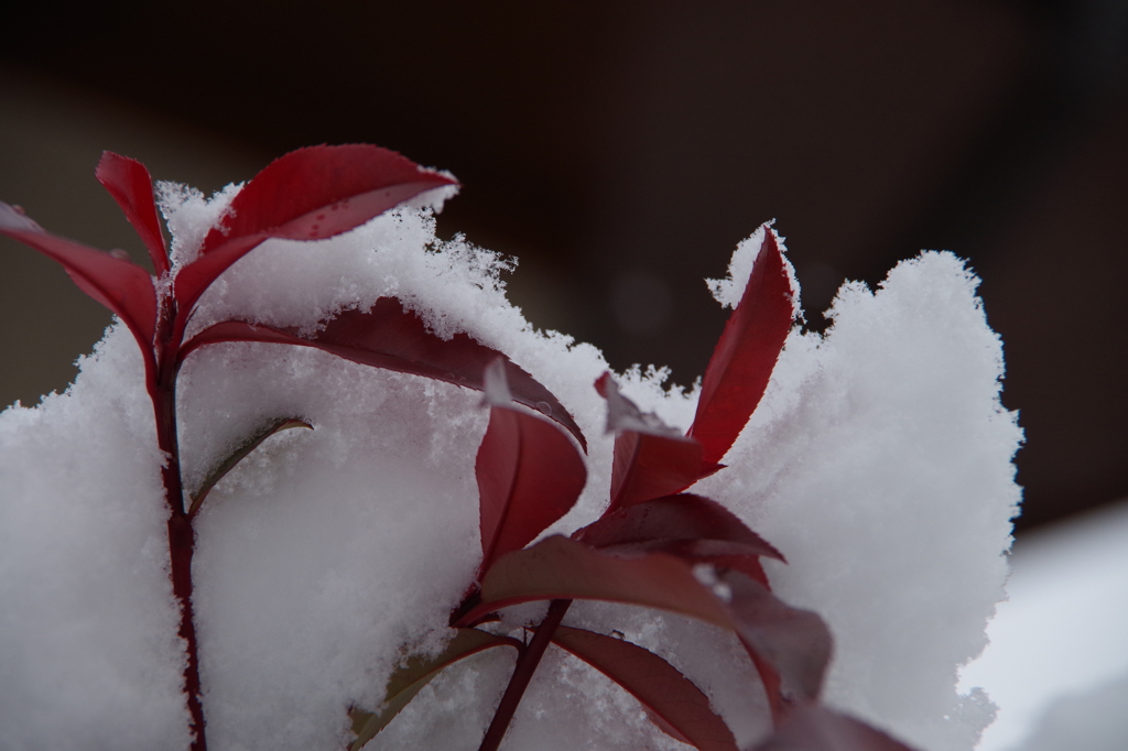 赤い葉にほわほわの雪