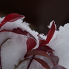 赤い葉にほわほわの雪