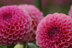 ピンクサファイヤ