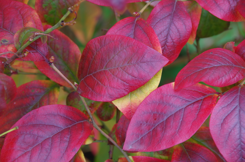 家の周りで‐ブルーベリーの紅葉1
