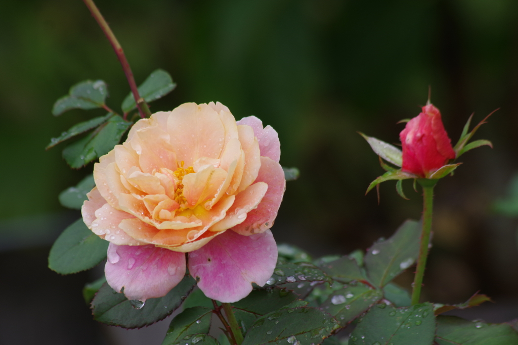 雨の日の花散歩‐バラ