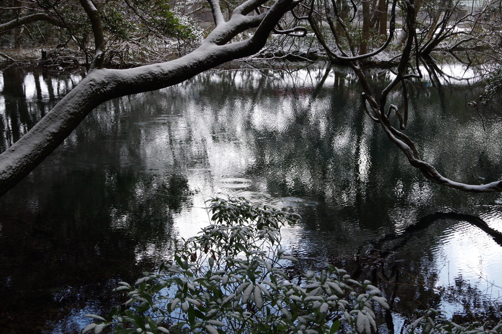 雪の丸池様-2