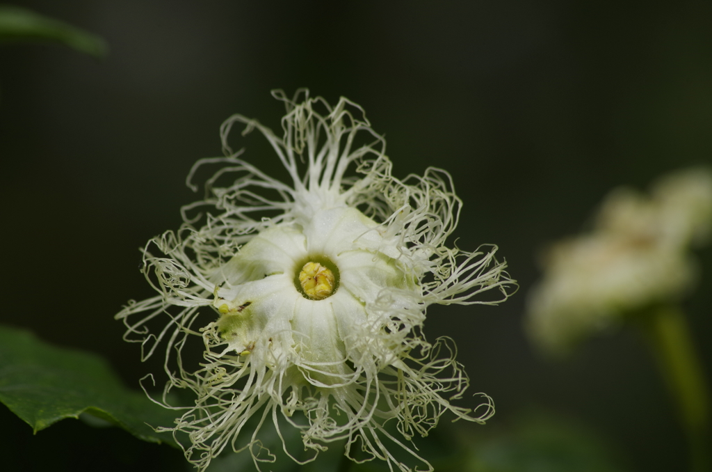 花散歩‐キカラスウリの髭花