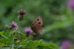 薊にヒカゲチョウ