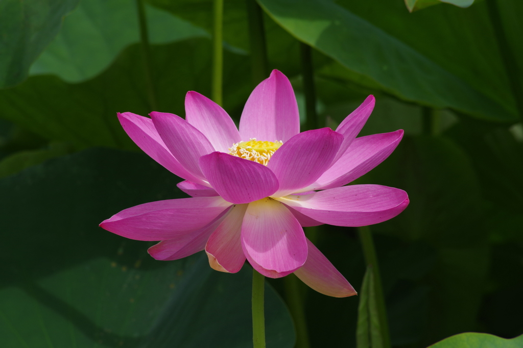 蓮色の花