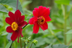 秋田のダリア‐24